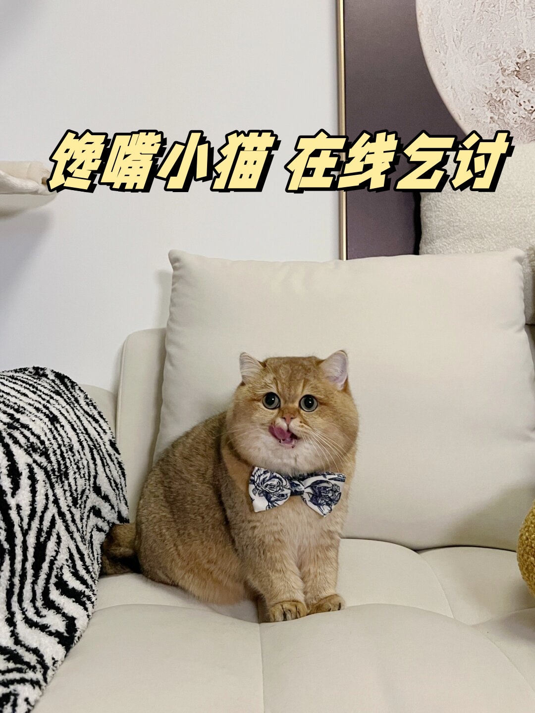 嘴馋的小猫咪也没用哦,宝宝不能吃妈妈吃的东西呢