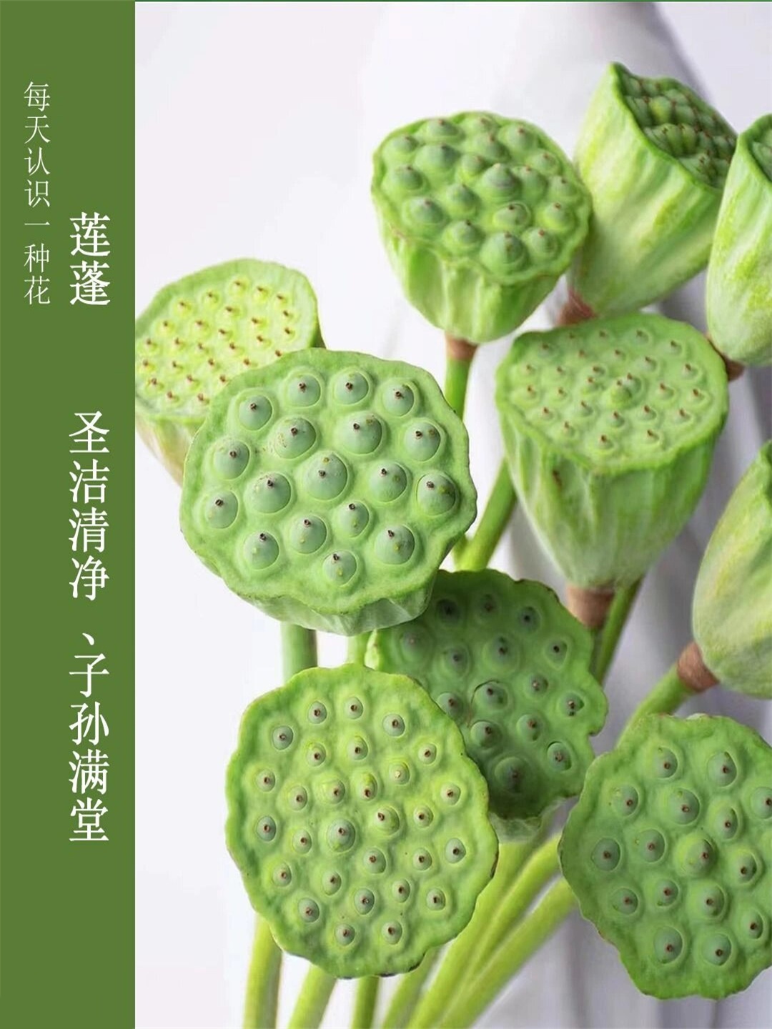 莲蓬含有莲子,莲子是"连子"的谐音,寓意"多
