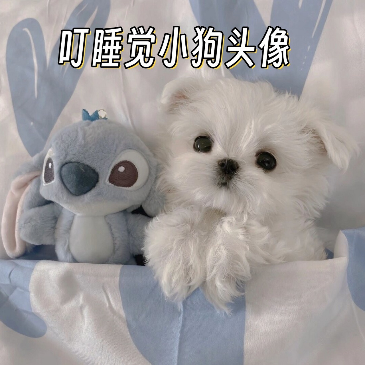 乖乖睡觉的小狗,真是让人无法抗拒!