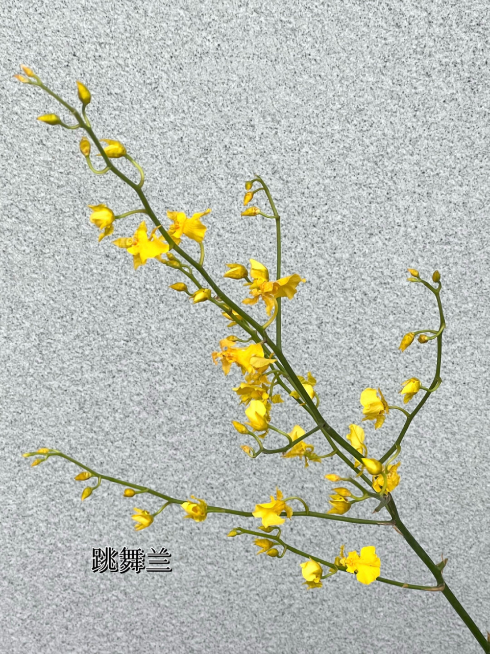 跳舞兰鲜花花语图片