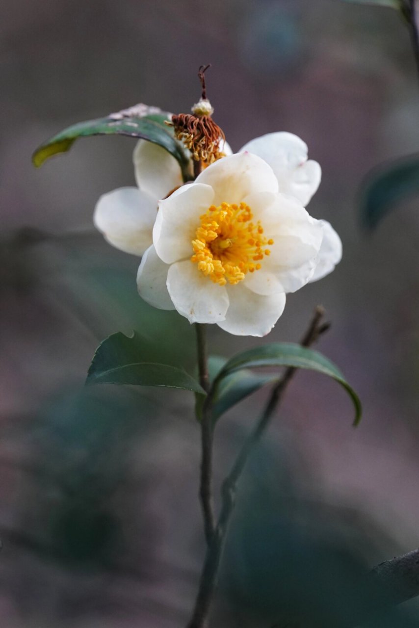 油茶花图片大全大图图片