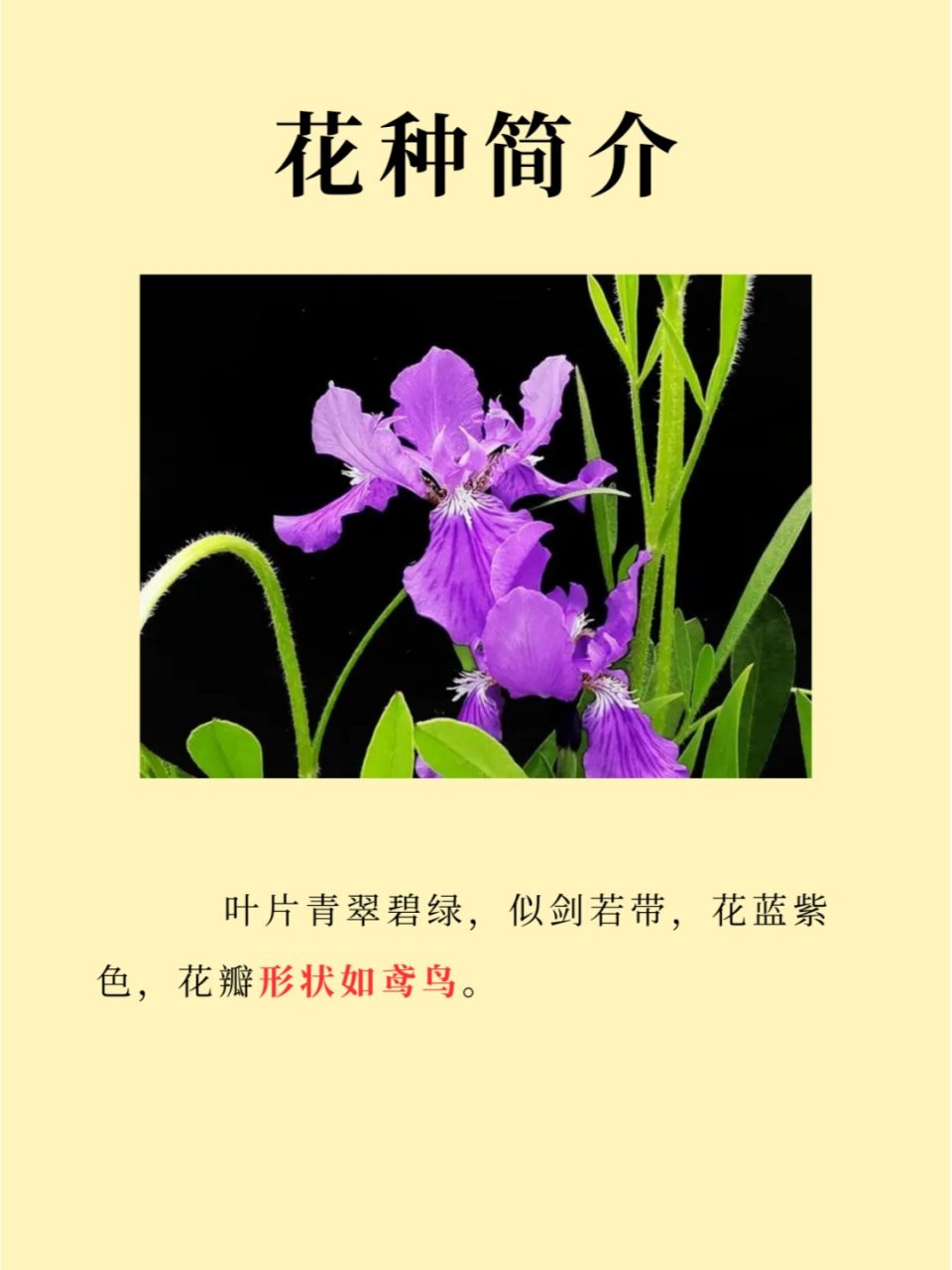 鸢尾草寓意图片