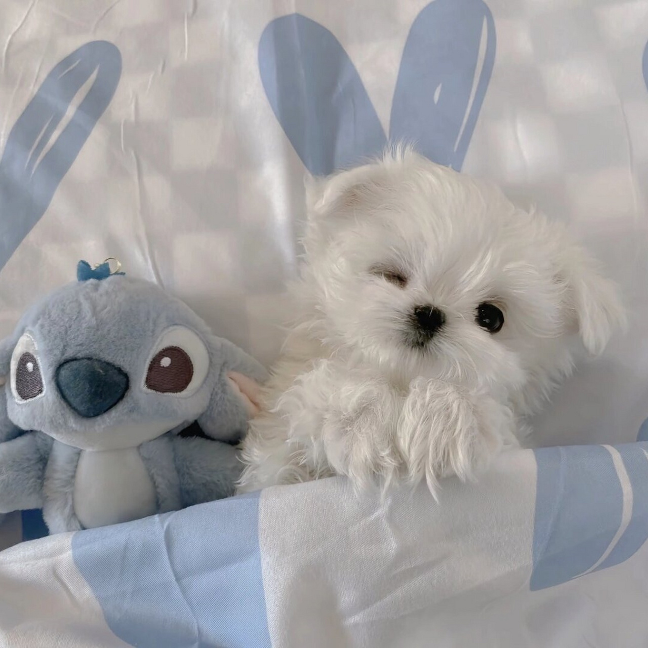 乖乖睡觉的小狗,真是让人无法抗拒!