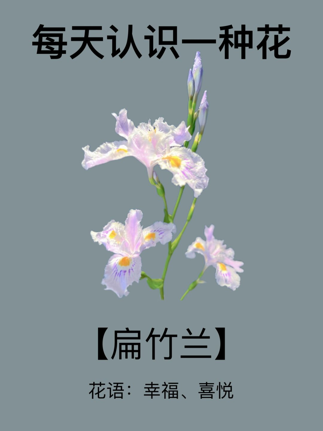 扁竹根花期图片