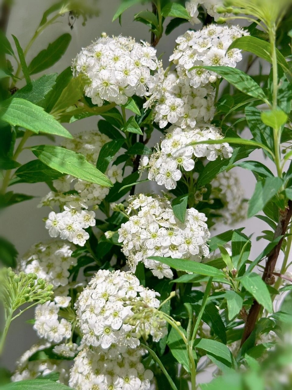 每天认识一种花:小手球  小手球  别名:柳叶绣线菊,蚂蝗草,珍珠梅,马