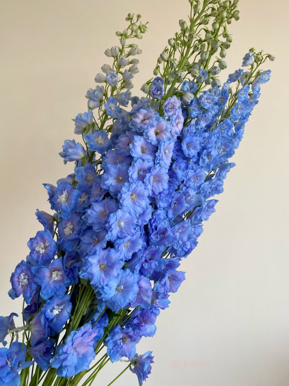 大飞燕  大飞燕,一个充满魅力和神秘的花卉品种,它的花语蕴含着正义与