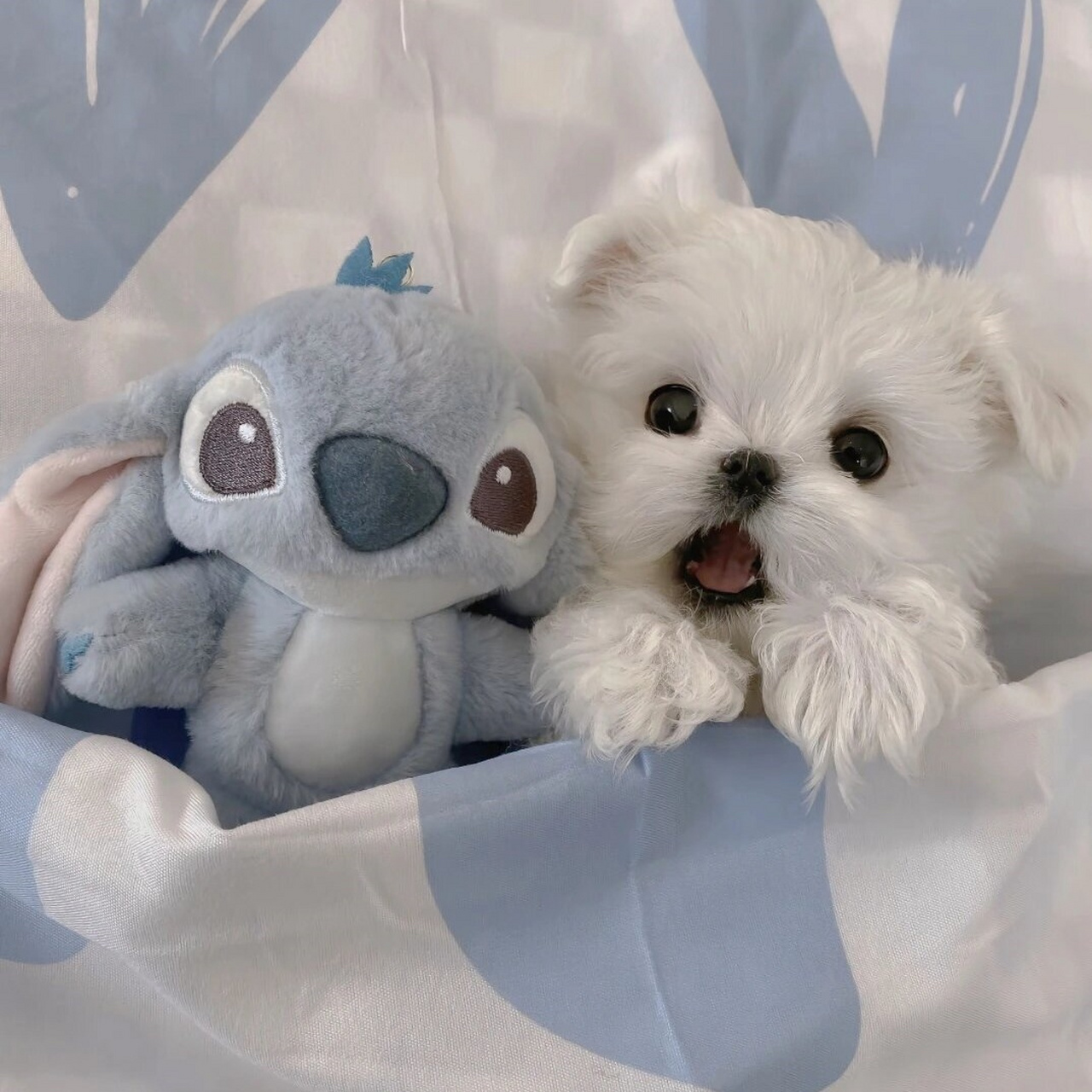 乖乖睡觉的小狗,真是让人无法抗拒!