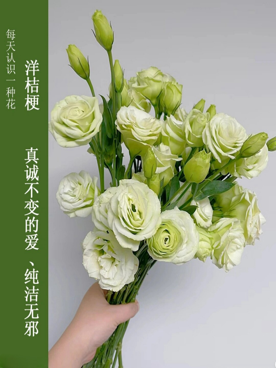 别名:草原龙胆,海土耳其桔梗,丽钵花,德州铃兰  科:龙胆科  属:洋桔梗