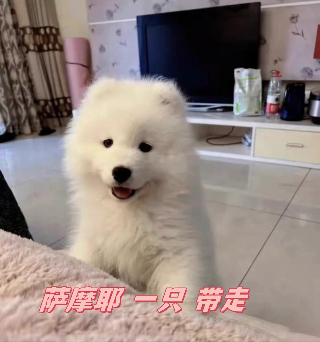萨摩耶最大