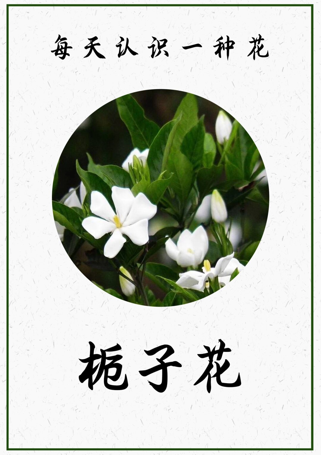 茜草花花语图片