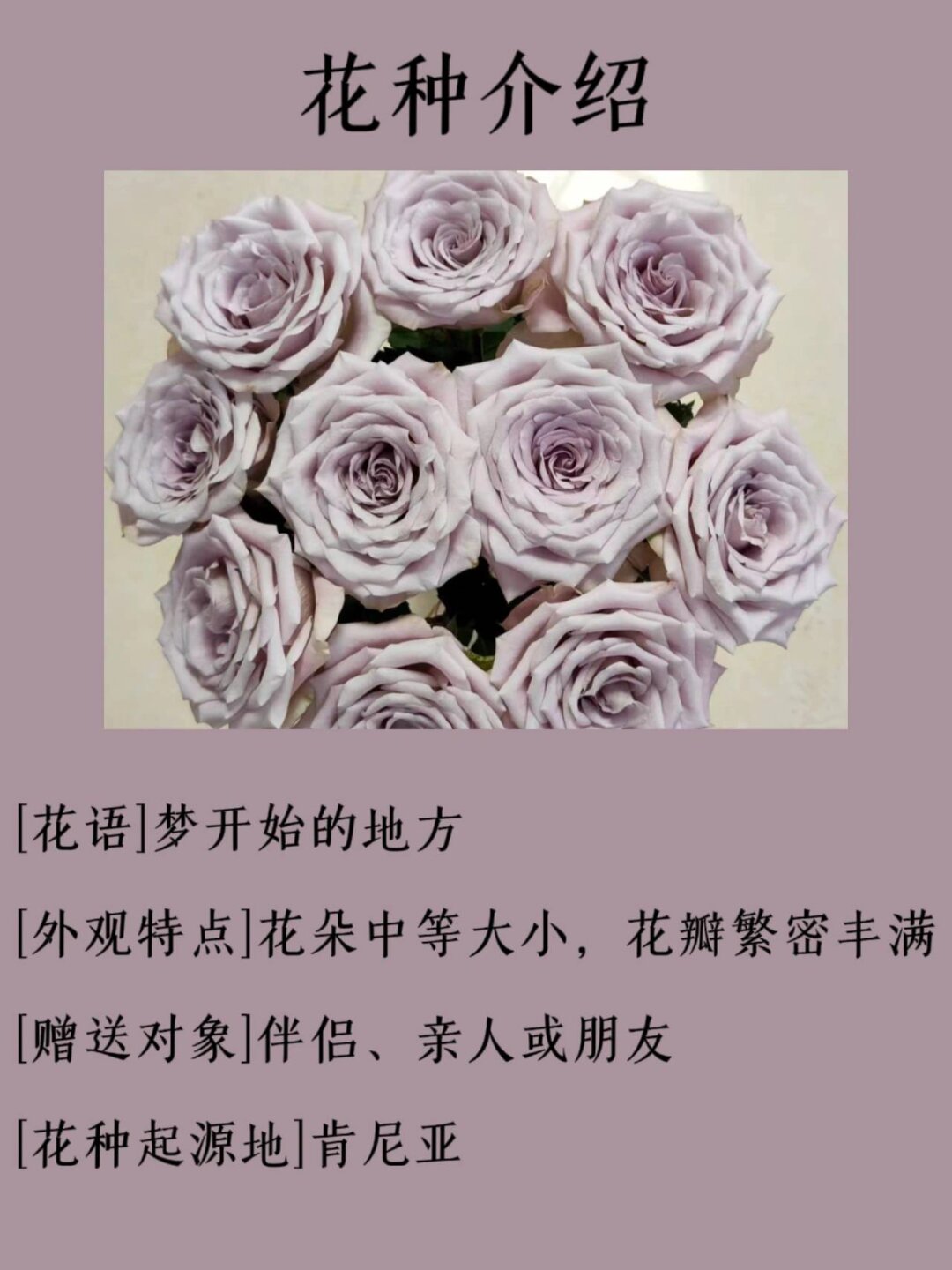 每天认识一种花——曼塔玫瑰 .@娇惜老师分享的动态
