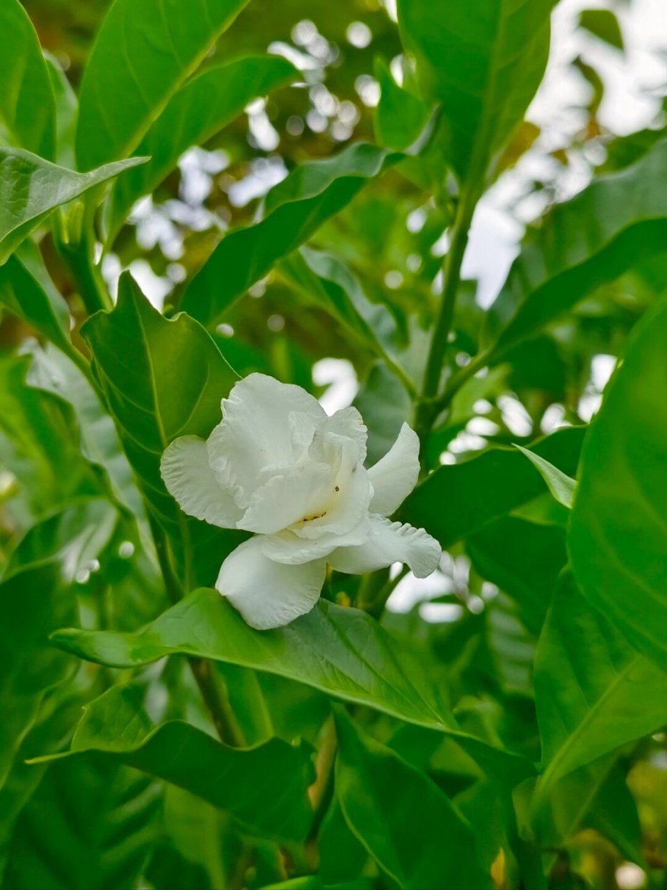 每天认识一种植物狗牙草  狗牙花: - 中文名:狗牙花 - 别名:白狗牙