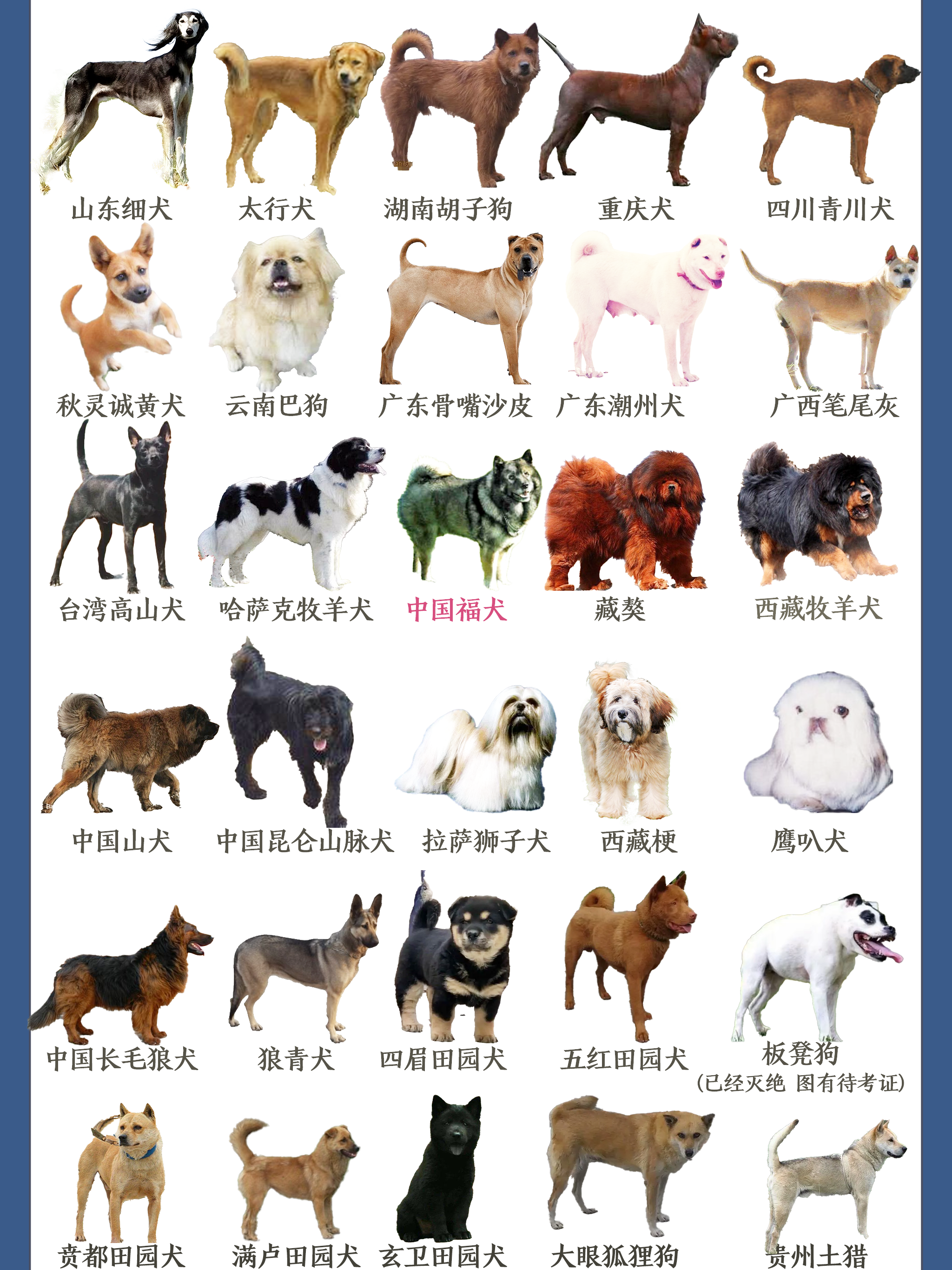 中华田园犬