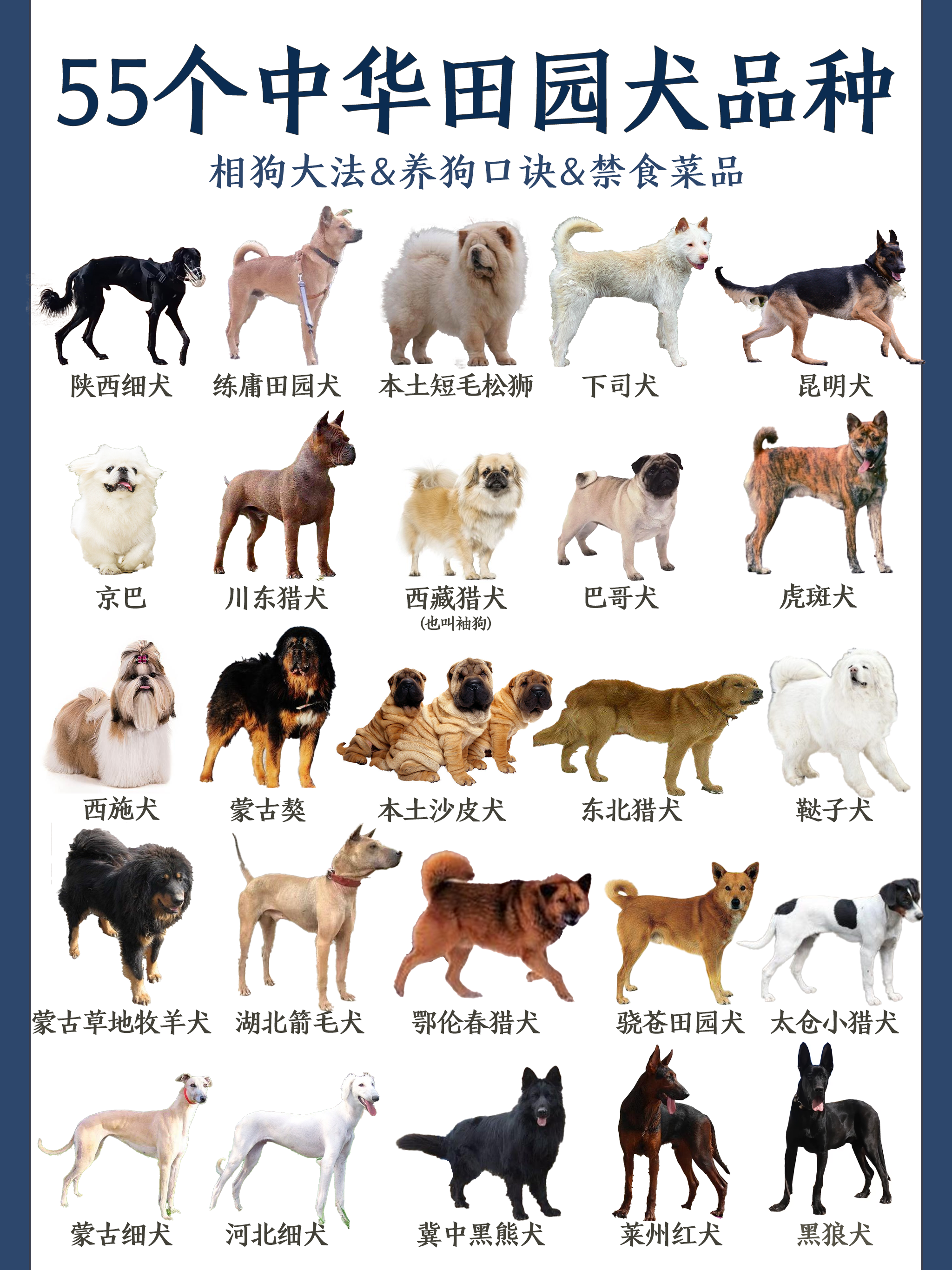 中华田园犬种类图鉴大赏