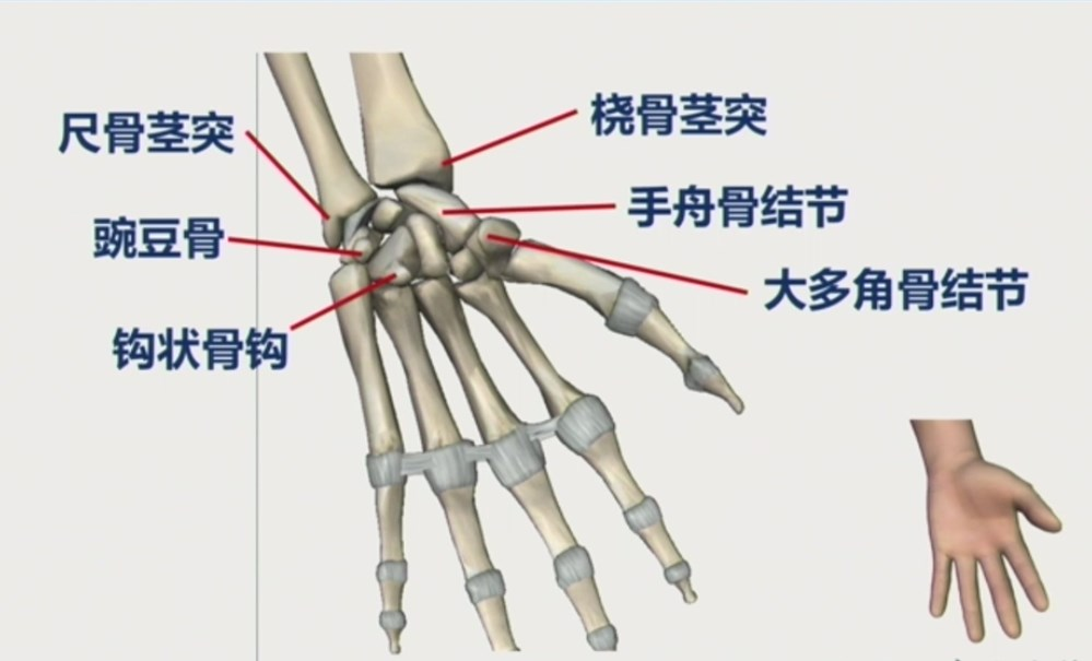 腕关节及手部解剖