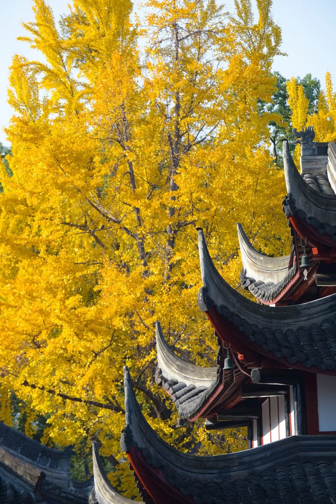 成都文殊院:一座相信光的千年古寺