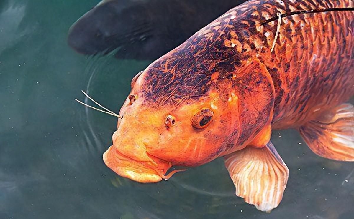 鱼类双鼻孔:呼吸利器还是生存法宝?