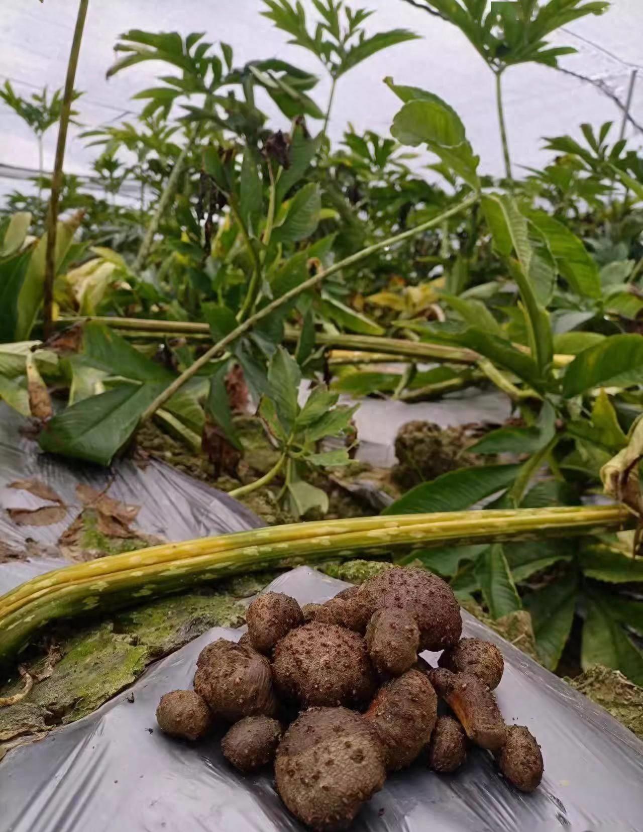 陕西商洛珠芽魔芋引种一年生栽培技术全解析