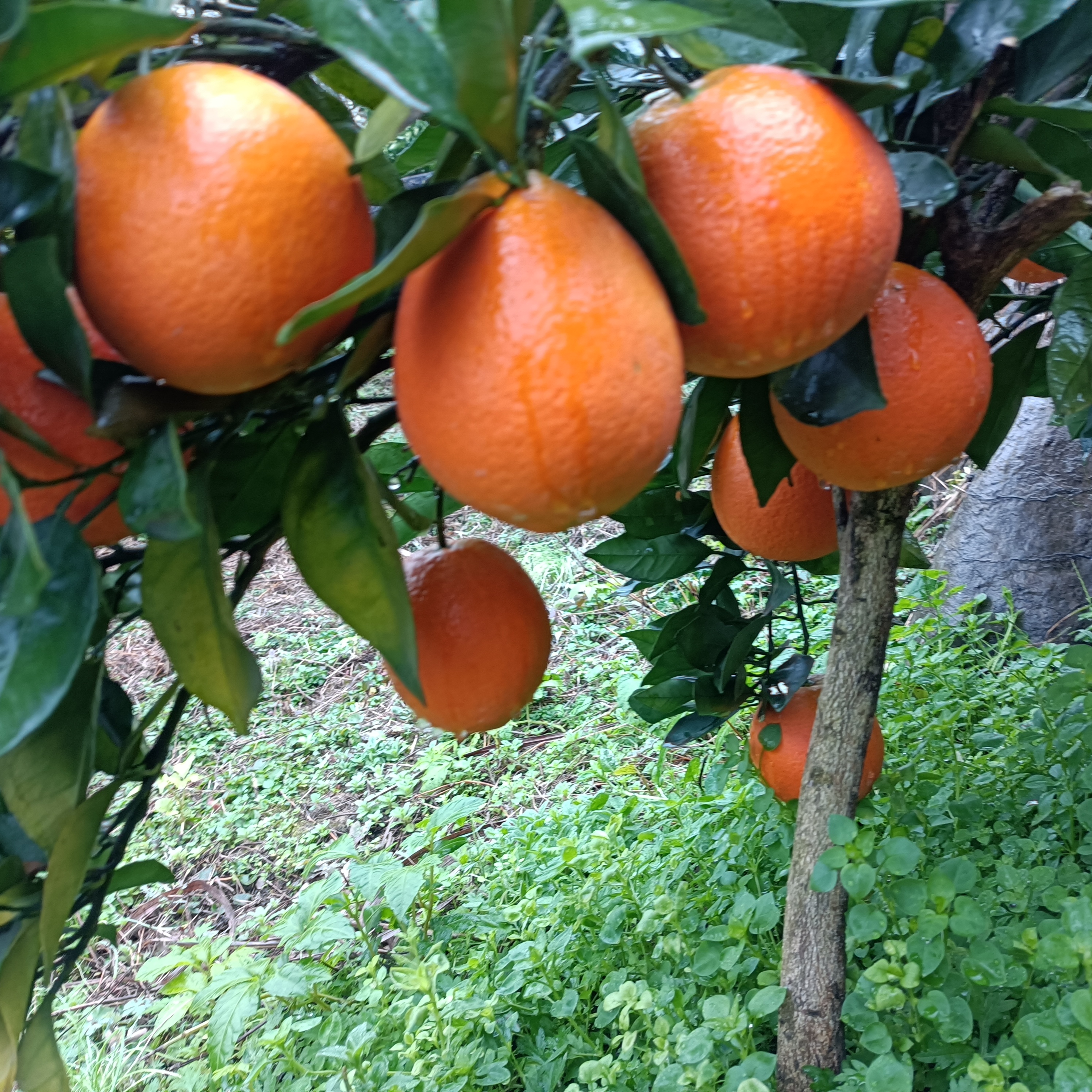 纽荷尔脐橙产量受哪些因素影响