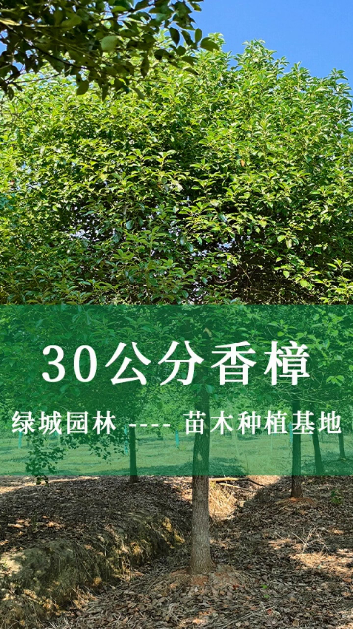 邵阳30公分截杆香樟 9公分容器香樟 11公分截杆香樟-度小视