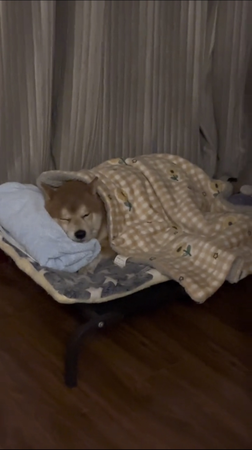 狗狗:盖好小被子,准备睡觉啦