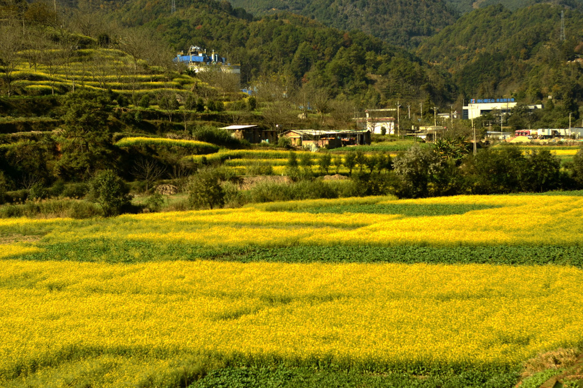 近日,云南保山,小河边,山坡上的油菜花次第开放,山间田野一片金黄