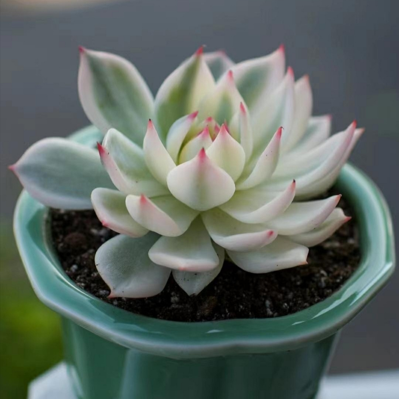 情系多肉:可爱的吉娃娃,吉娃莲,像一朵朵盛开的石莲,叶尖的红色特别