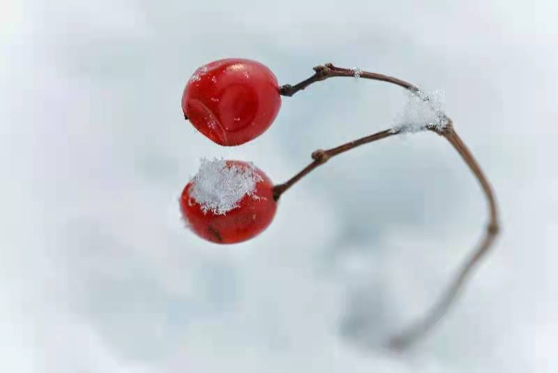 冬日风景# 雪中红豆,美与相思兼具.