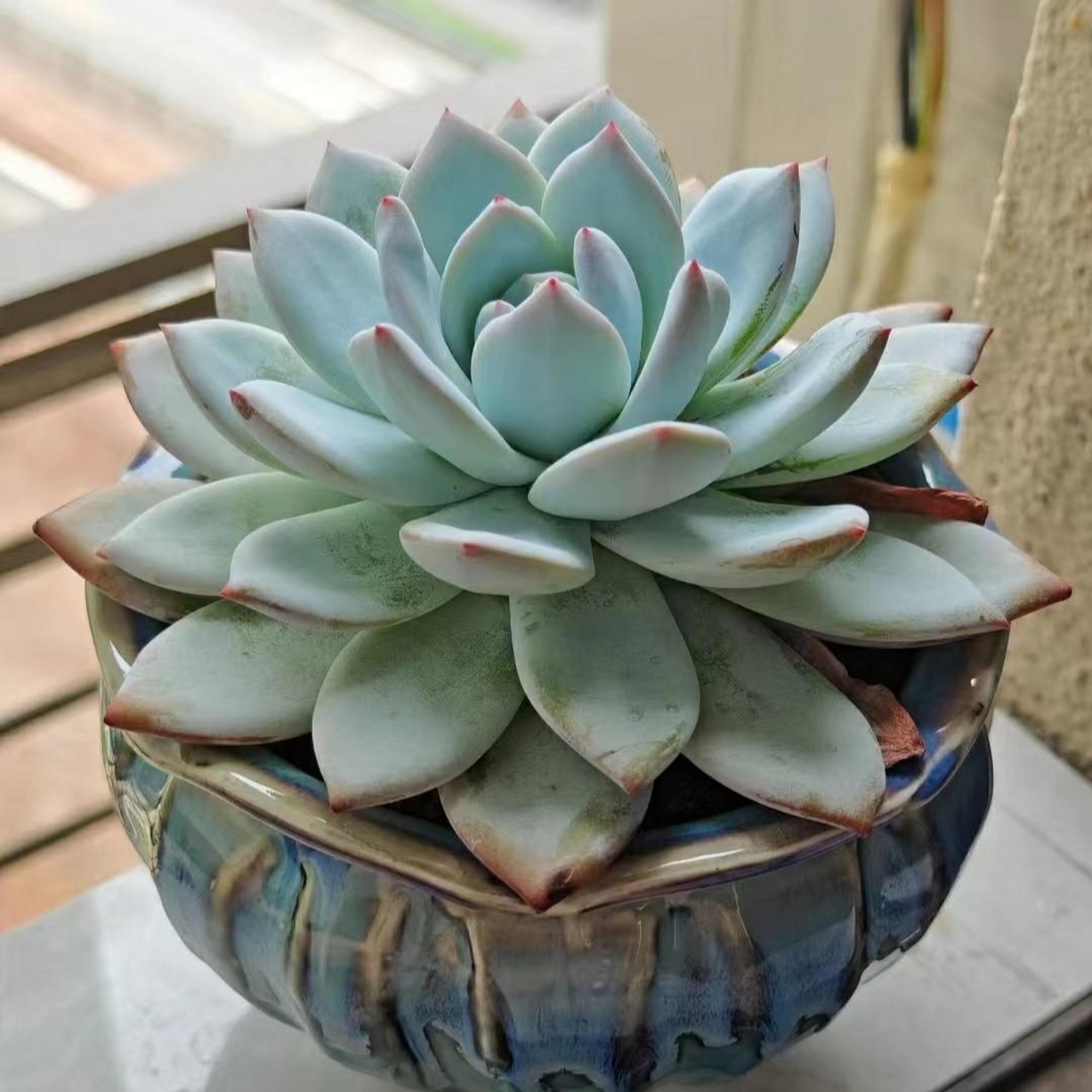 情系多肉:可爱的吉娃娃,吉娃莲,像一朵朵盛开的石莲,叶尖的红色特别