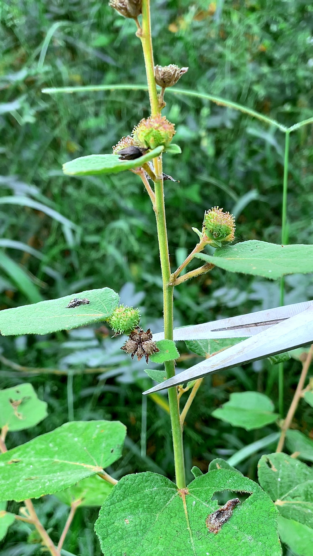 地桃花,也叫假桃花,我们这叫它痴头婆,小时候经常采摘它