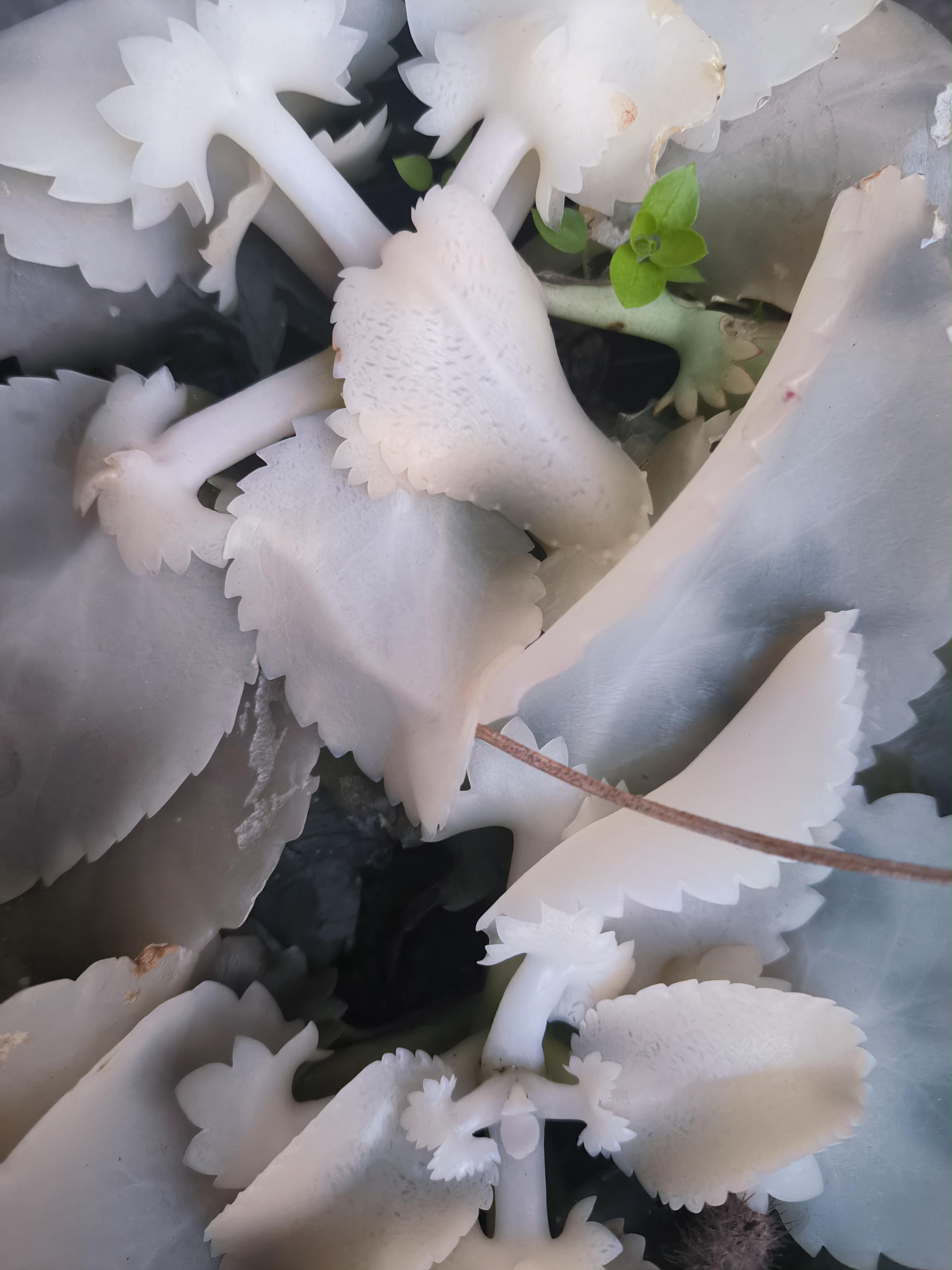 昨天还好好的,今天一早起来,发现不死鸟变成这样了.