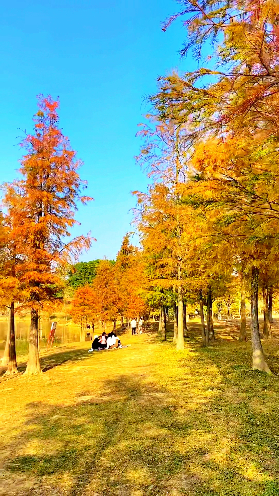 松山湖落羽杉太美了,这里还适合露营哦