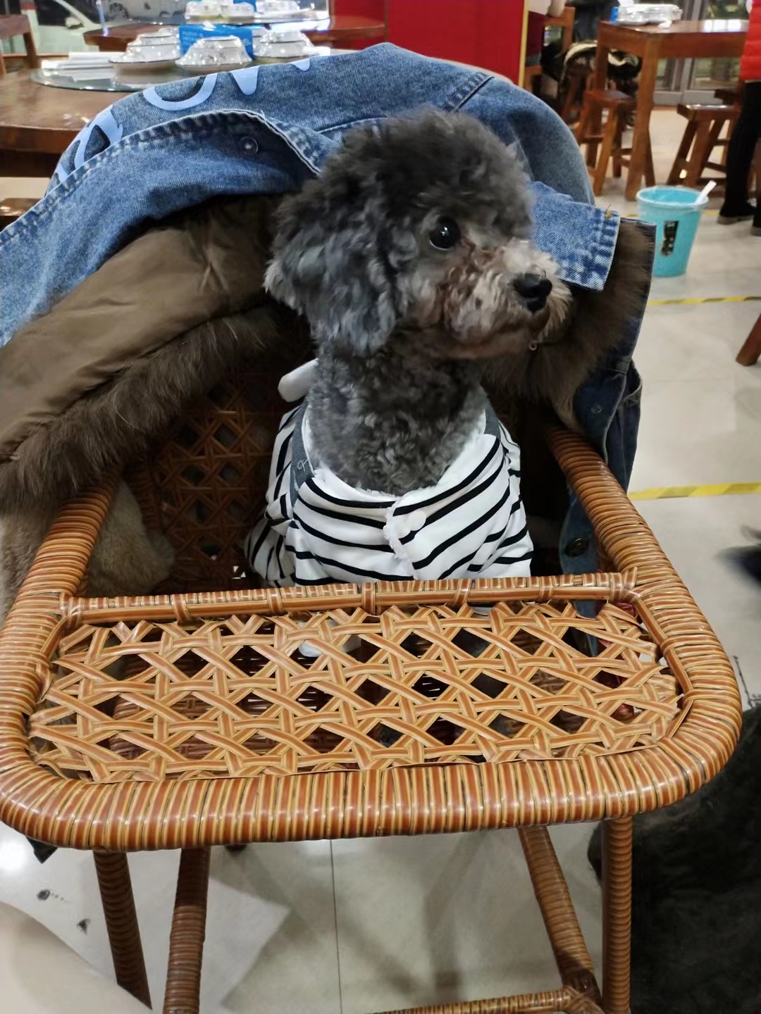 对不起……因为我的宠溺把你喂出了糖尿病 我家狗狗是一只小泰迪它生