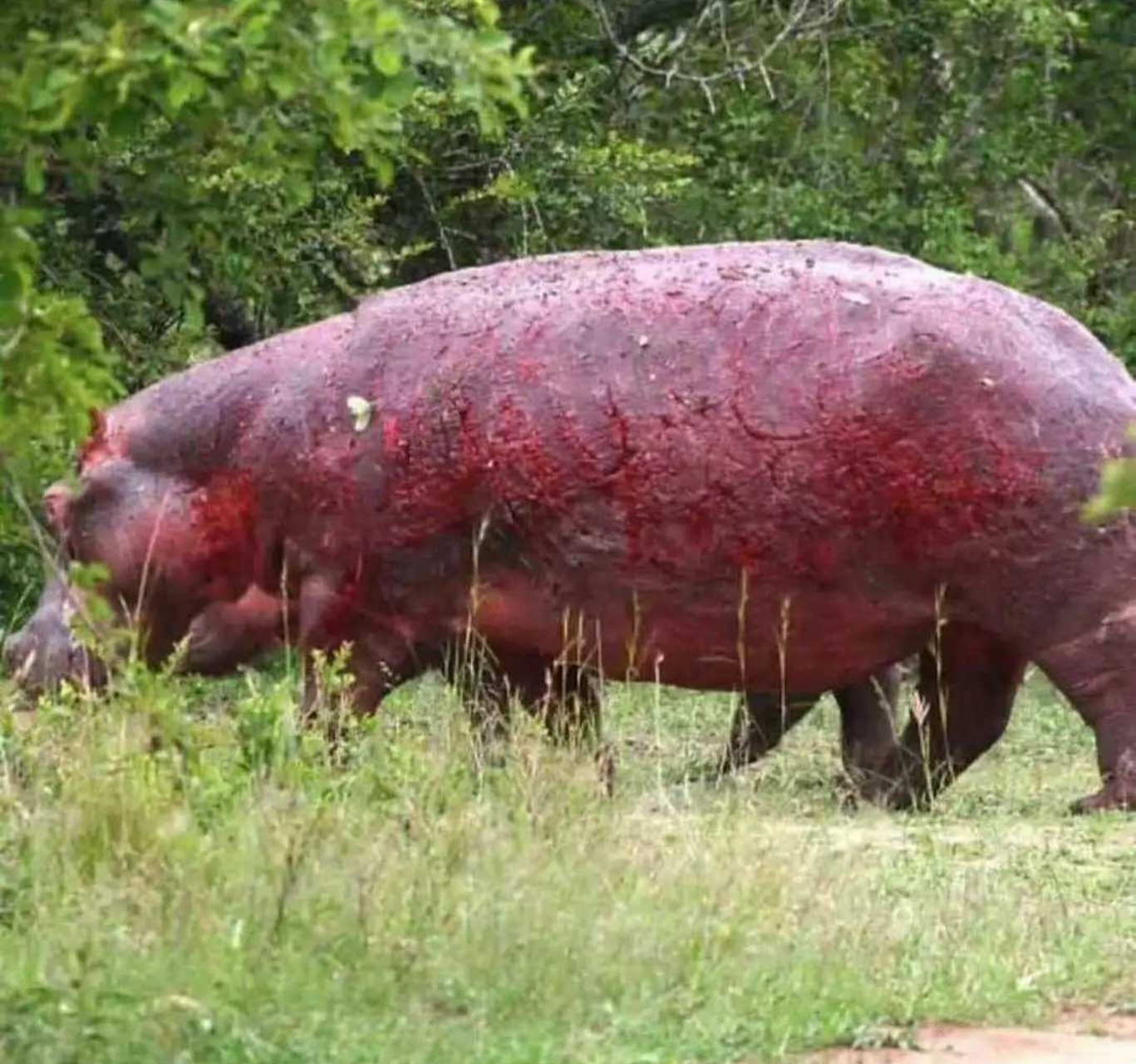 被狮群袭击后的大河马!