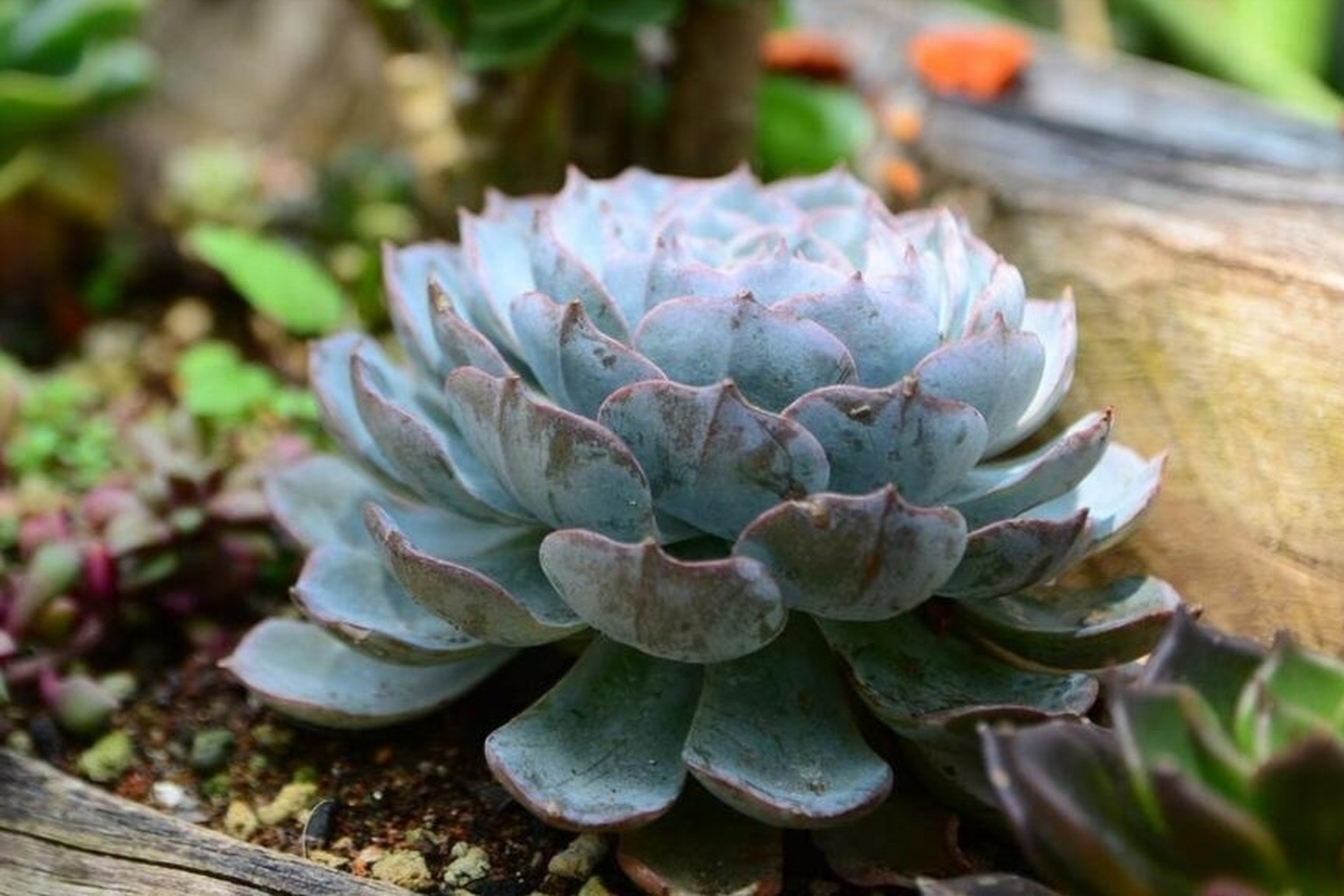 情系多肉:可爱的吉娃娃,吉娃莲,像一朵朵盛开的石莲,叶尖的红色特别