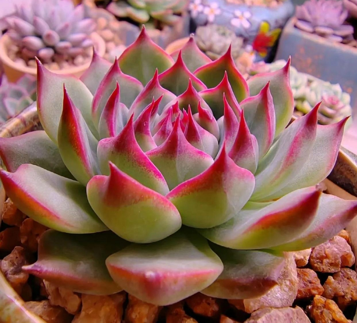 情系多肉:可爱的吉娃娃,吉娃莲,像一朵朵盛开的石莲,叶尖的红色特别