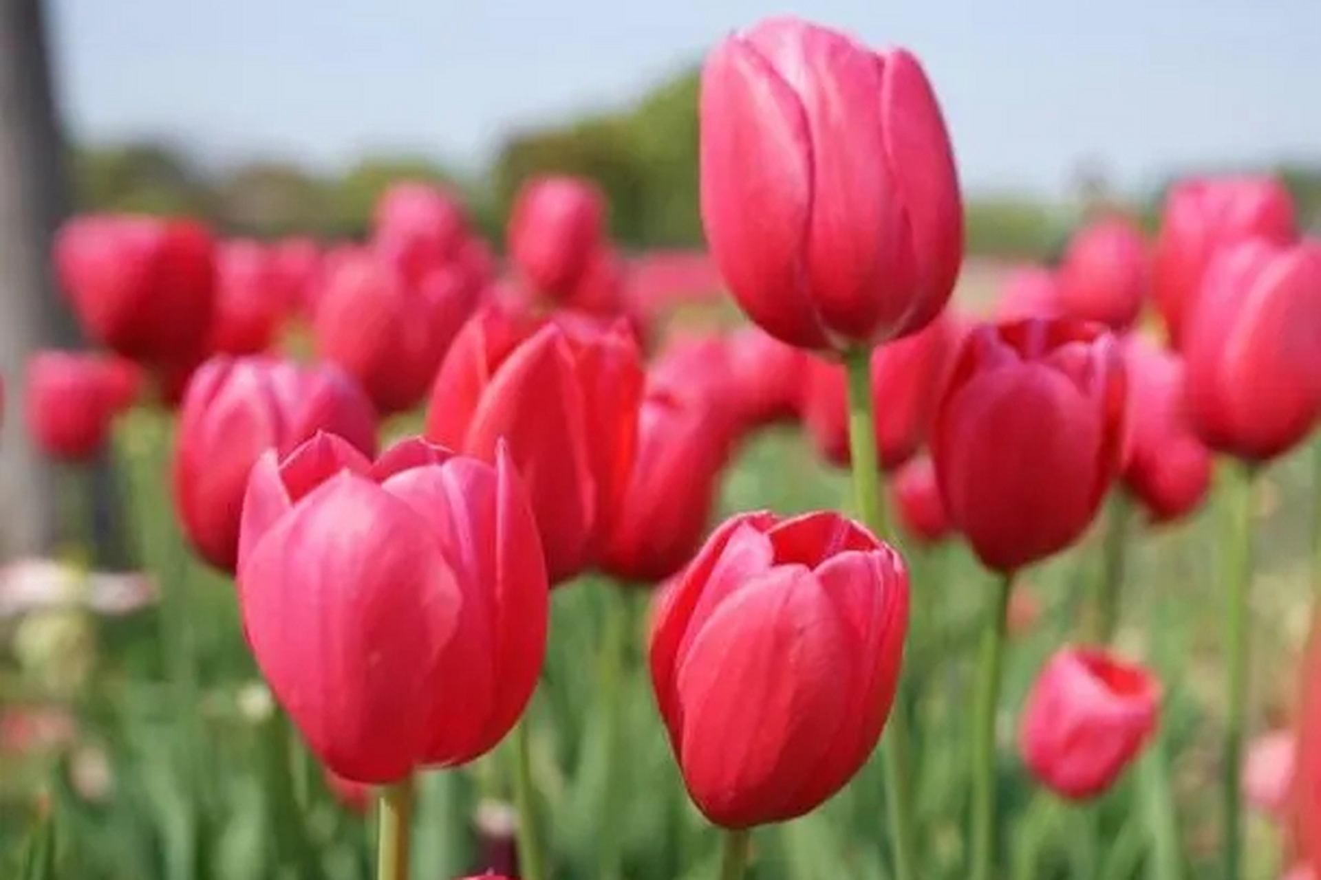 红色郁金香不仅存在于浪漫的传说和传统中,在现实生活中也得到了广泛