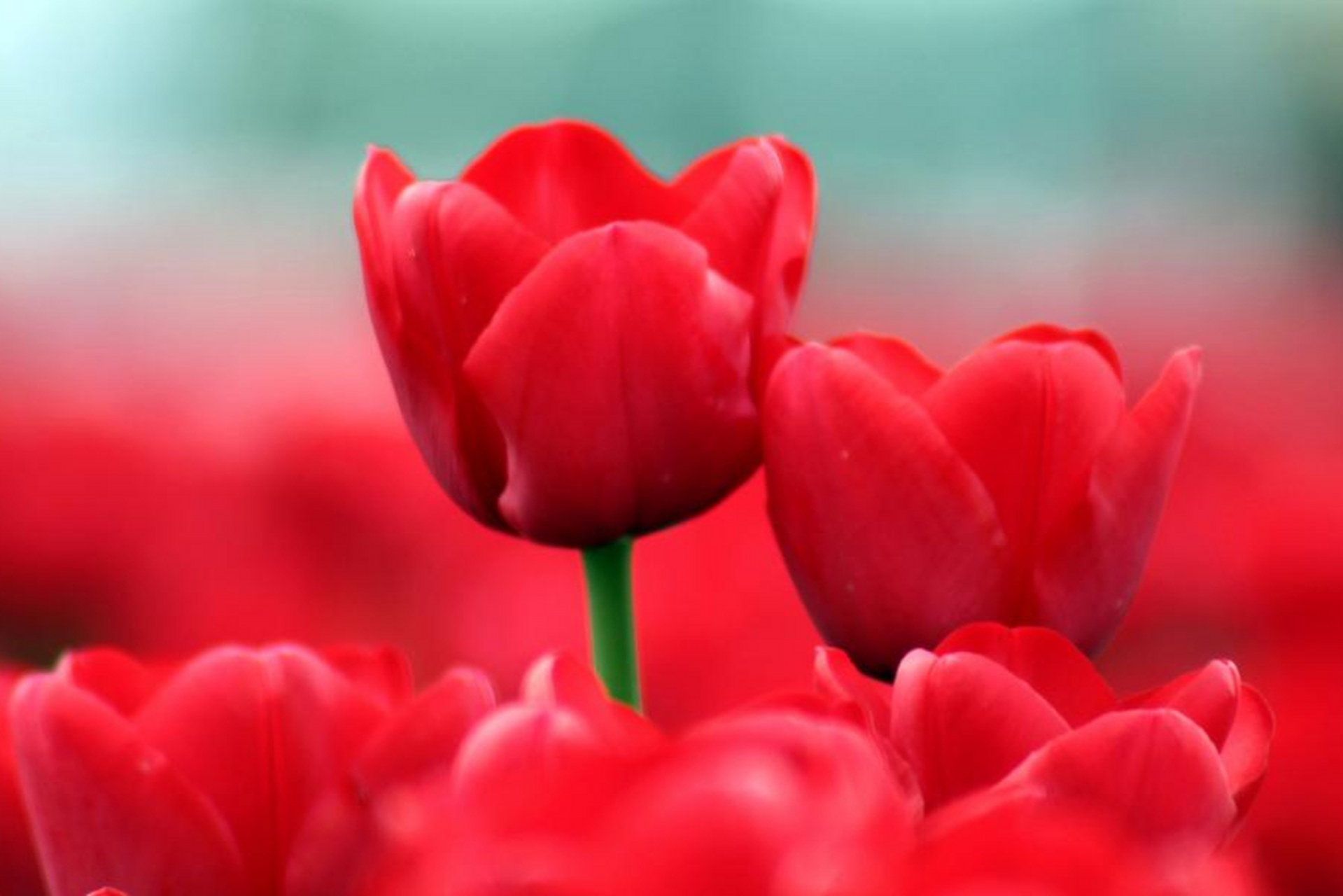 红色郁金香不仅存在于浪漫的传说和传统中,在现实生活中也得到了广泛