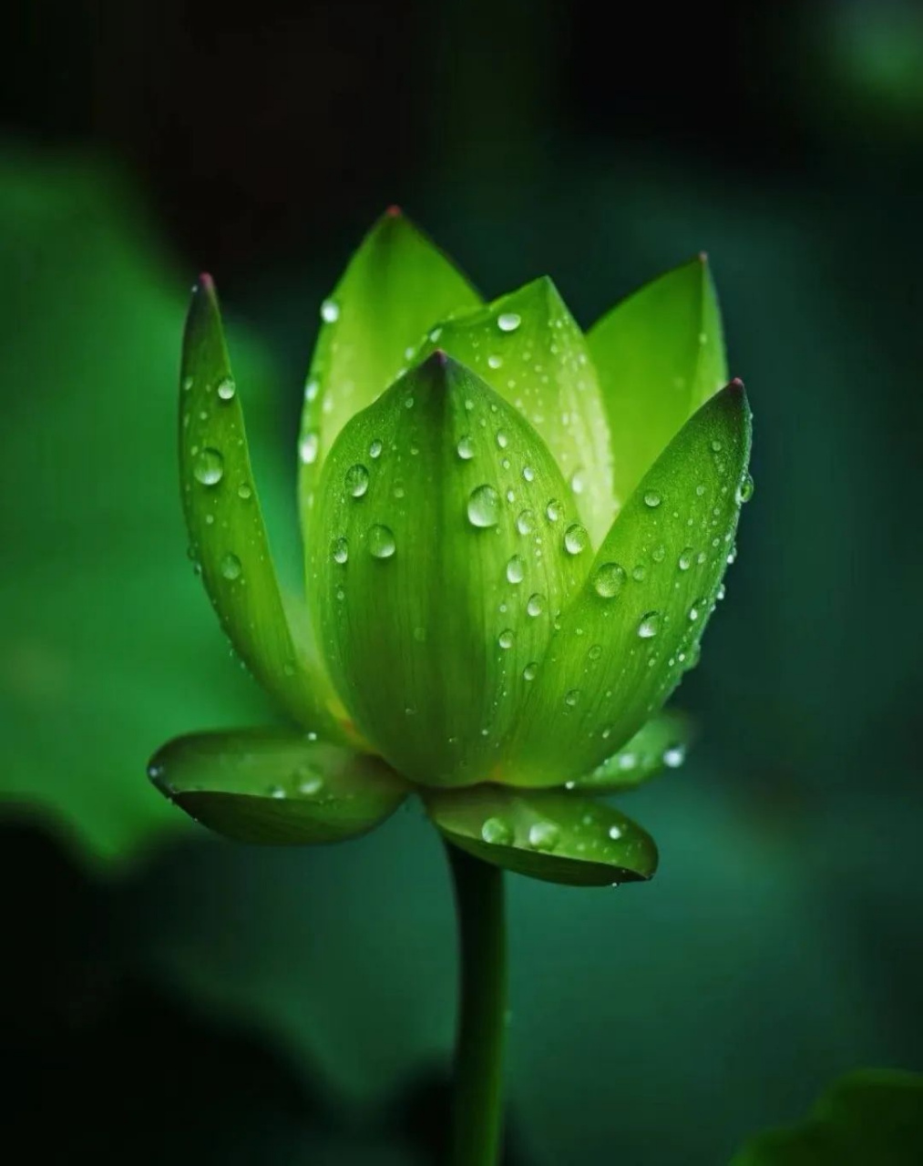 一塘青莲许芳华,半卷残书寄相思. #情感