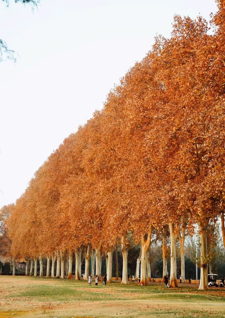 高大的法桐树整齐地排列在道路两旁,褐色的树叶在微风中轻轻摇曳,与