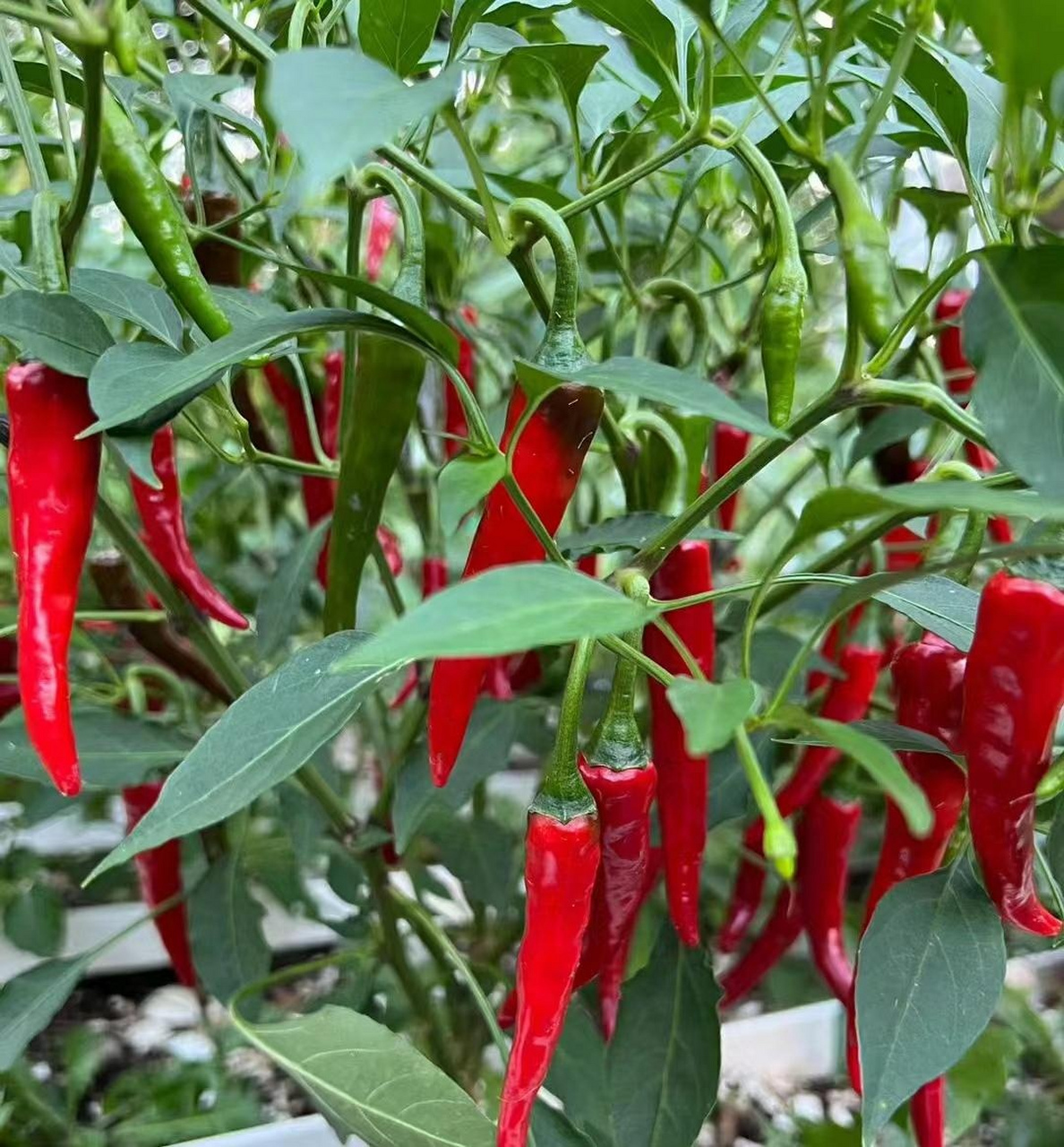 阳台变辣椒园,收获满满,实现了辣椒自由