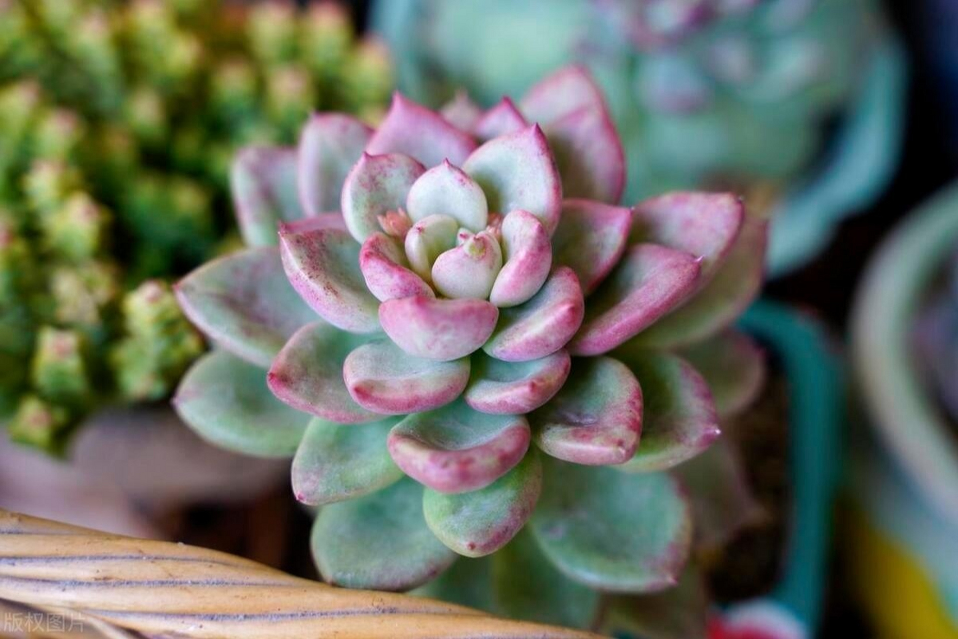 情系多肉:可爱的吉娃娃,吉娃莲,像一朵朵盛开的石莲,叶尖的红色特别