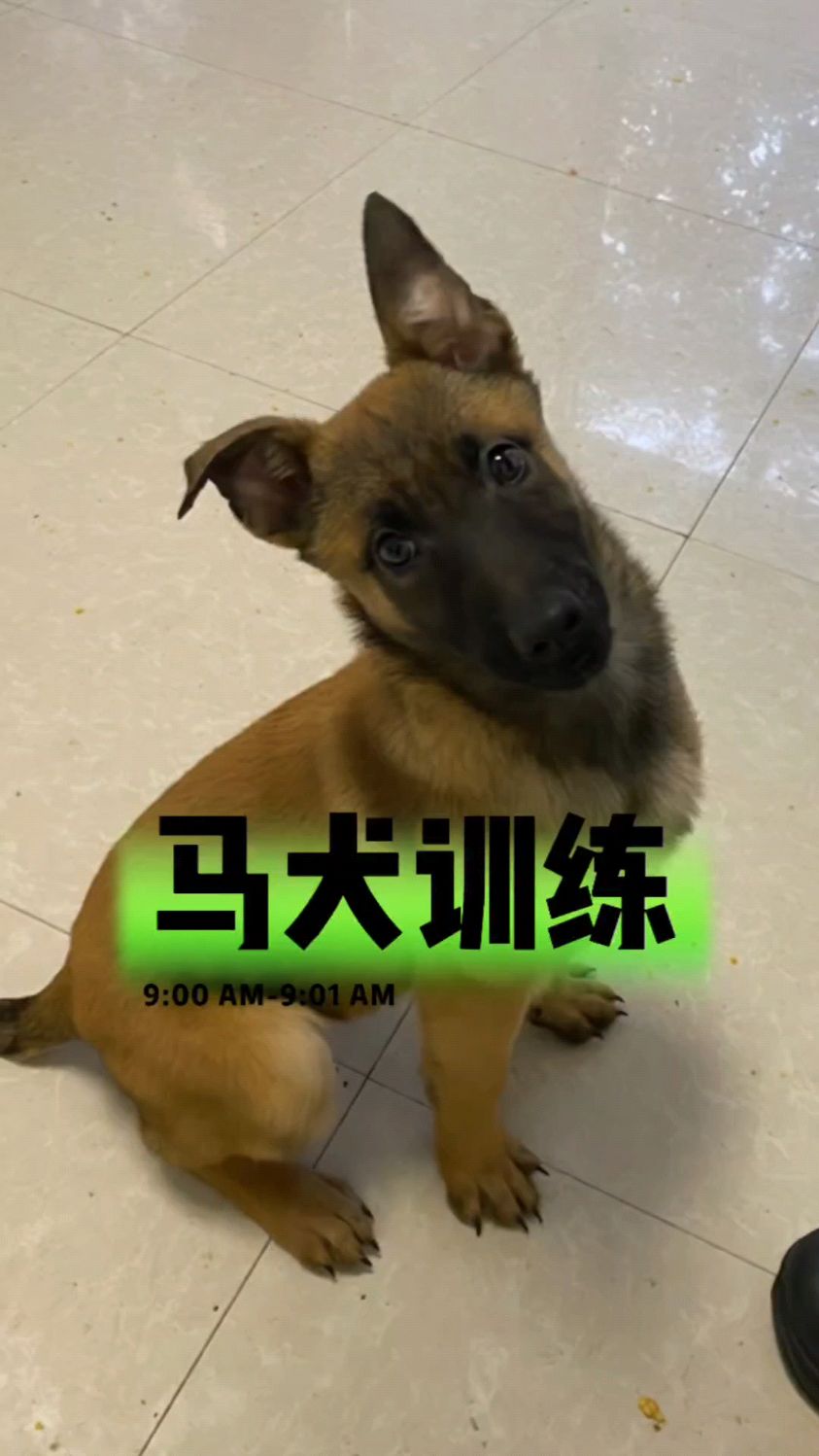 老版黄马犬图片