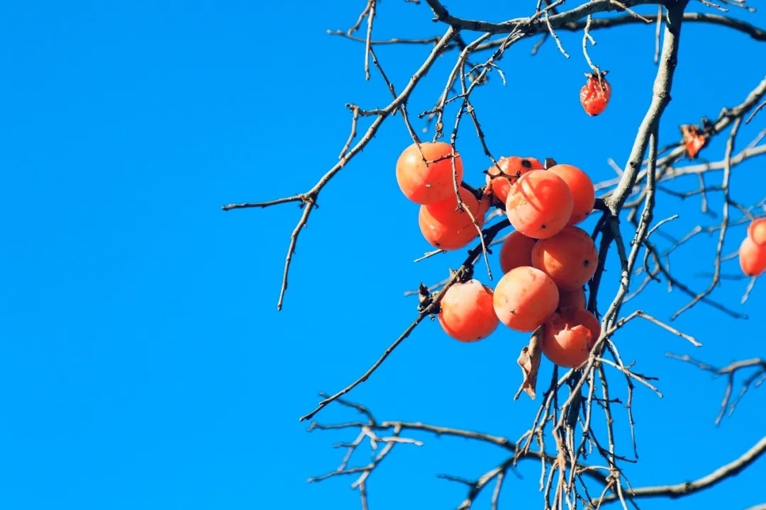 吃柿子需要注意哪些事情?