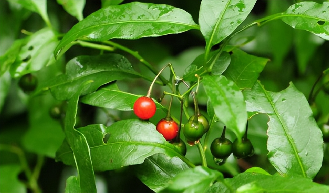 「神奇植物」海桐叶白英:自然界的清热解毒神器