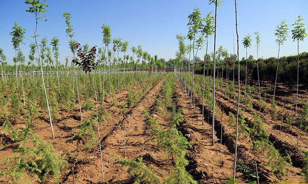 在高州市云潭镇垌尾村,退耕还林,人大代表在行动