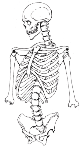 全身骨骼简笔画图片