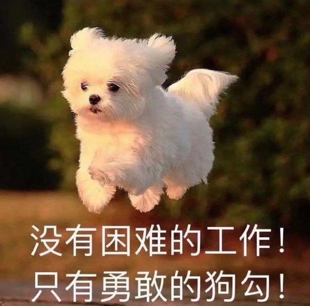 "幸福"的狗狗,会有这6大表现,很明显的