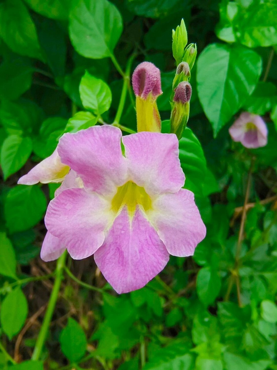 每天认识一种植物宽叶十万错  宽叶十万错,爵床科十万错属多年生草本