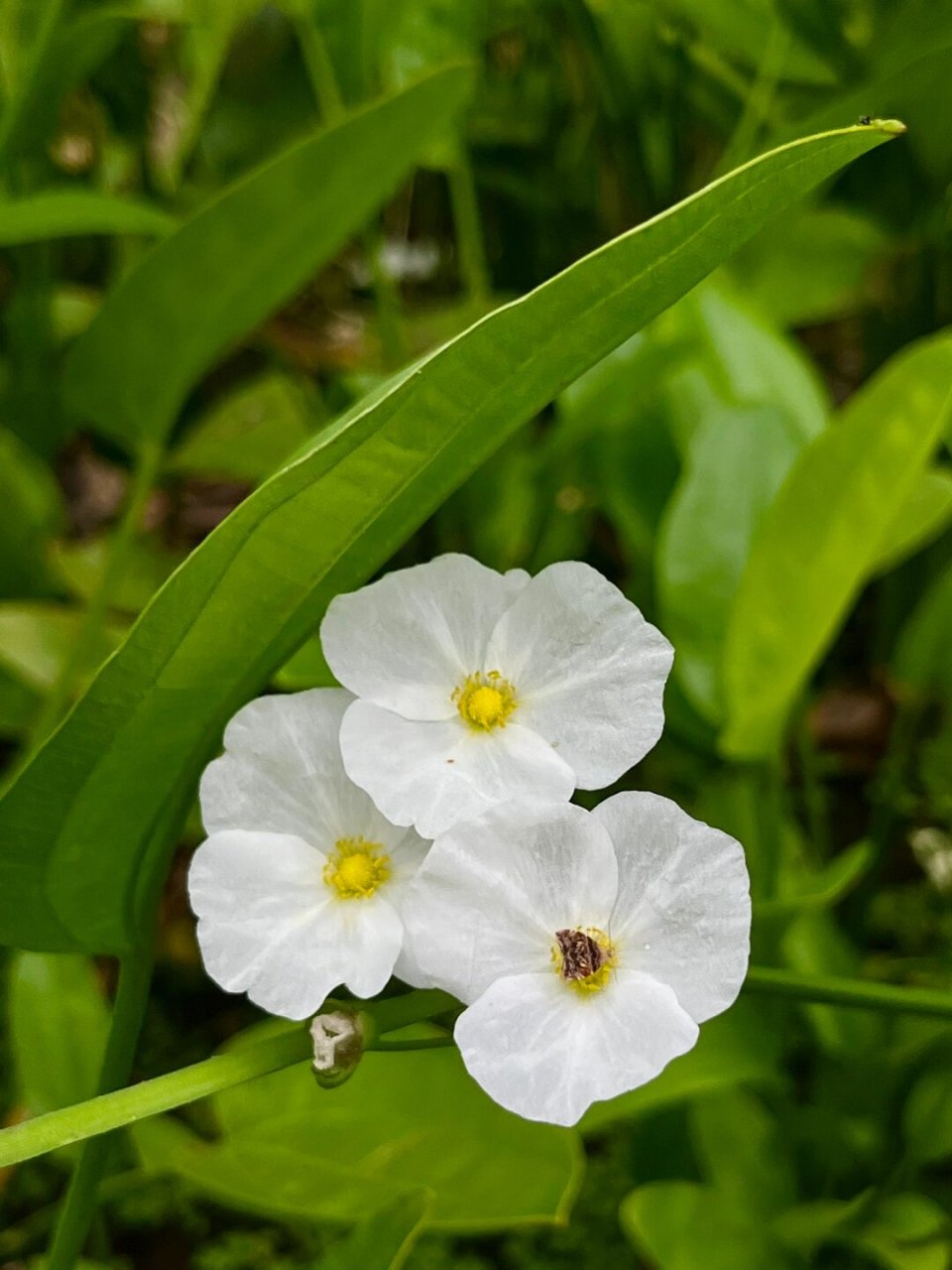 水中仙子——大叶皇冠草  植物简介  植物名称:肋果慈姑(echinodorus